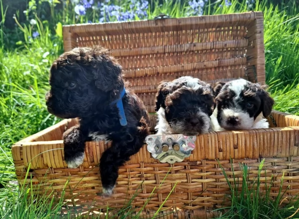 cuccioli di Lagotto romagnolo maschi e femmine per adozione | Foto 1