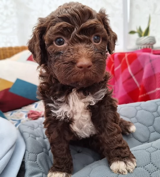 cuccioli di Lagotto romagnolo maschi e femmine per adozione | Foto 0