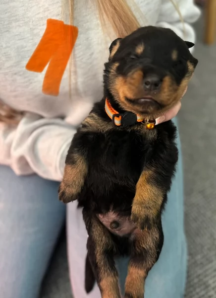 cuccioli di Rottweiler maschi e femmine per adozione | Foto 5