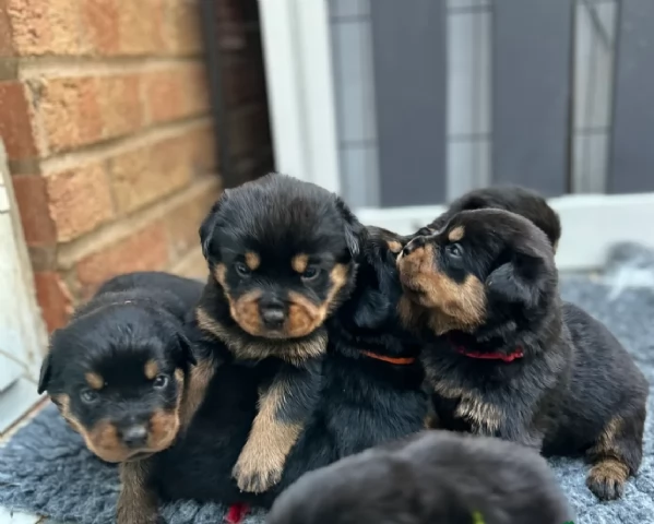 cuccioli di Rottweiler maschi e femmine per adozione