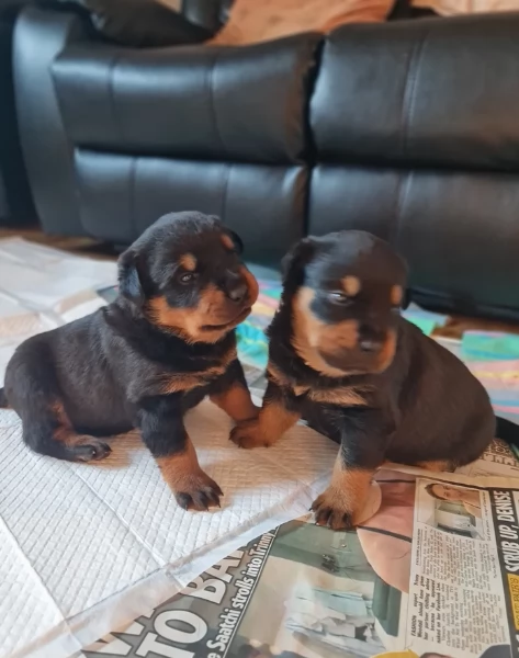 cuccioli di Rottweiler maschi e femmine per adozione | Foto 1