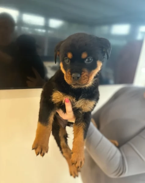 cuccioli di Rottweiler maschi e femmine per adozione | Foto 5