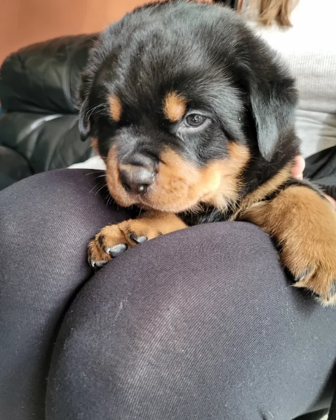cuccioli di Rottweiler maschi e femmine per adozione | Foto 4