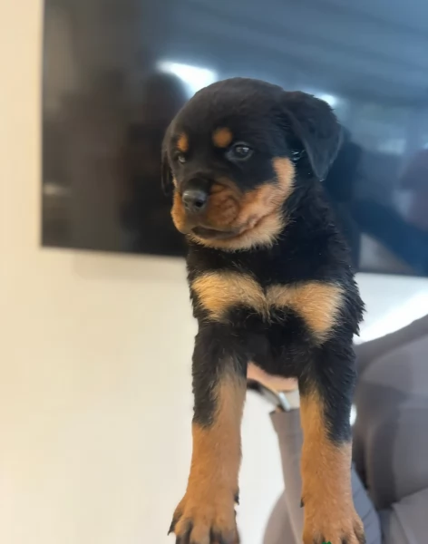 cuccioli di Rottweiler maschi e femmine per adozione | Foto 1