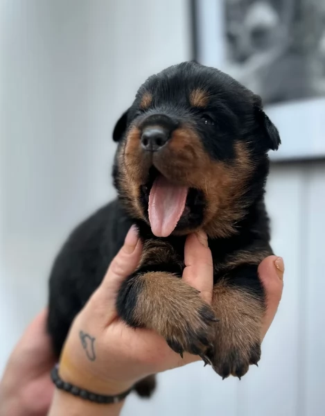 cuccioli di Rottweiler maschi e femmine per adozione