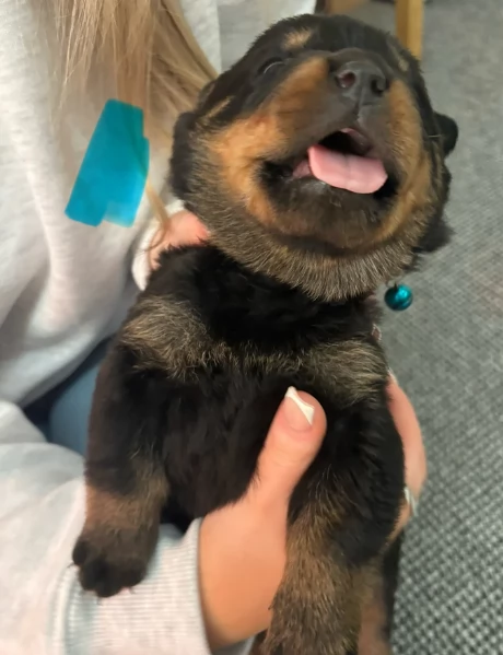 cuccioli di Rottweiler maschi e femmine per adozione | Foto 2