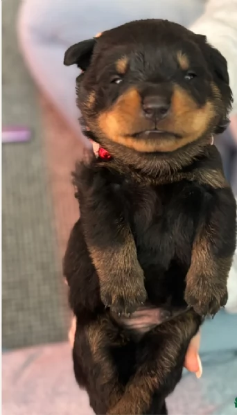 cuccioli di Rottweiler maschi e femmine per adozione | Foto 1