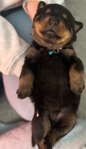 cuccioli di Rottweiler maschi e femmine per adozione | Foto 0