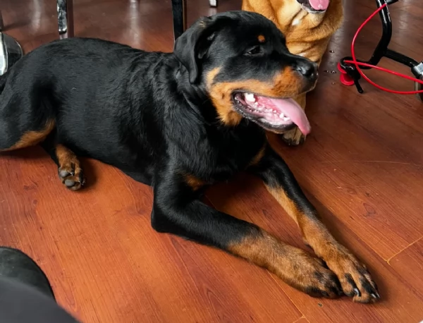 cuccioli di Rottweiler maschi e femmine per adozione | Foto 5
