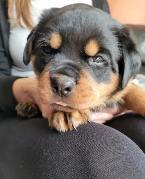 cuccioli di Rottweiler maschi e femmine per adozione