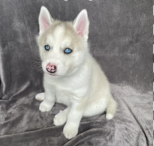 cuccioli di siberian husky maschi e femmine per adozione | Foto 3