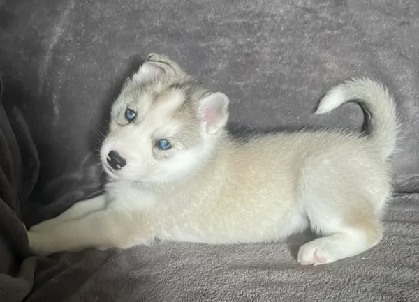 cuccioli di siberian husky maschi e femmine per adozione | Foto 2