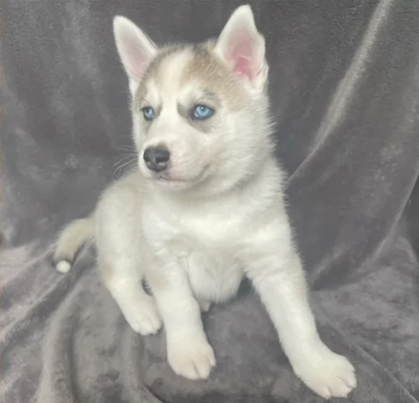 cuccioli di siberian husky maschi e femmine per adozione | Foto 3