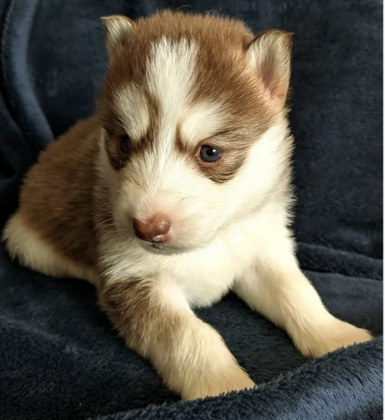 cuccioli di siberian husky maschi e femmine per adozione