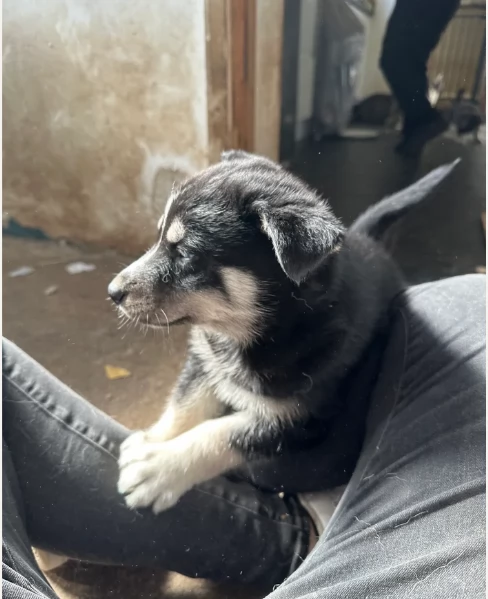 cuccioli di siberian husky maschi e femmine per adozione | Foto 5