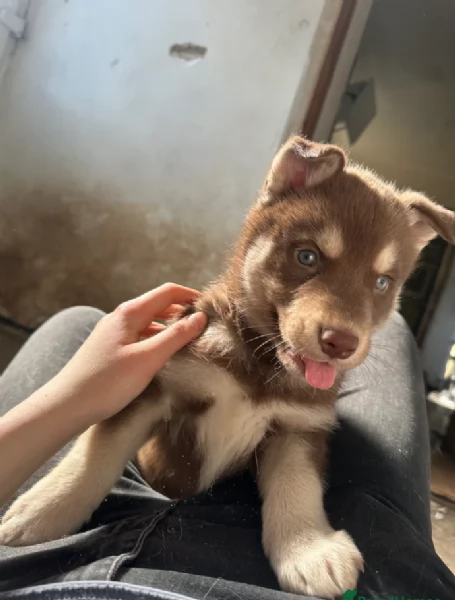 cuccioli di siberian husky maschi e femmine per adozione | Foto 3