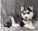 cuccioli di siberian husky maschi e femmine per adozione | Foto 0