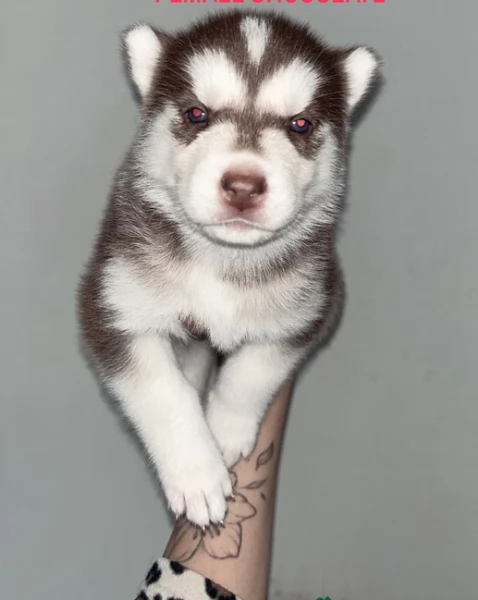 cuccioli di siberian husky maschi e femmine per adozione | Foto 2