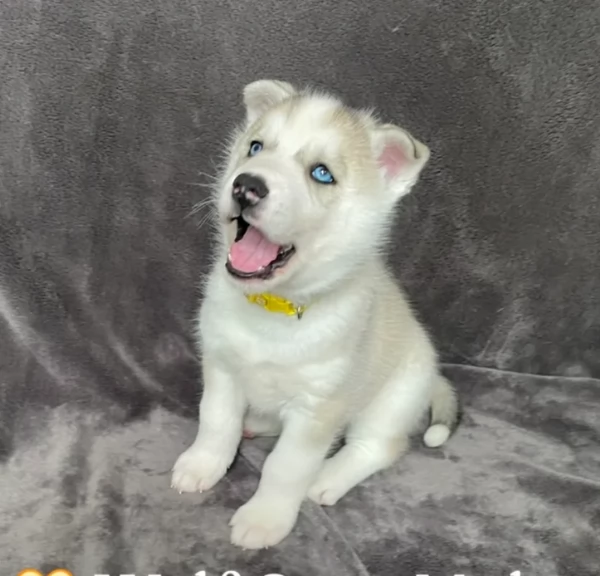 cuccioli di siberian husky maschi e femmine per adozione | Foto 0