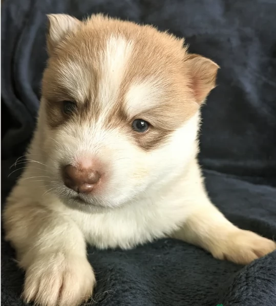 cuccioli di siberian husky maschi e femmine per adozione | Foto 5