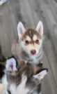 cuccioli di siberian husky maschi e femmine per adozione | Foto 7