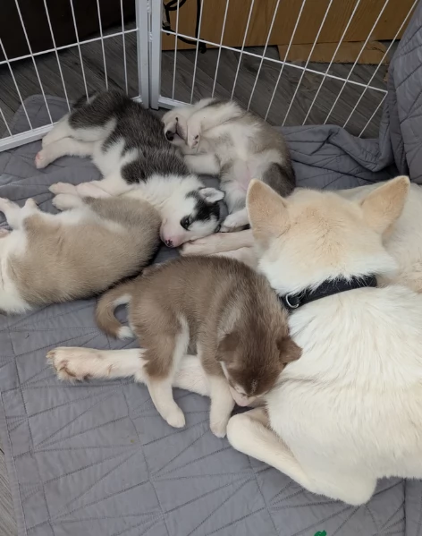 cuccioli di siberian husky maschi e femmine per adozione