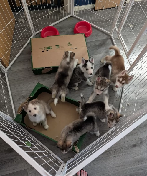 cuccioli di siberian husky maschi e femmine per adozione | Foto 1