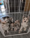 cuccioli di siberian husky maschi e femmine per adozione