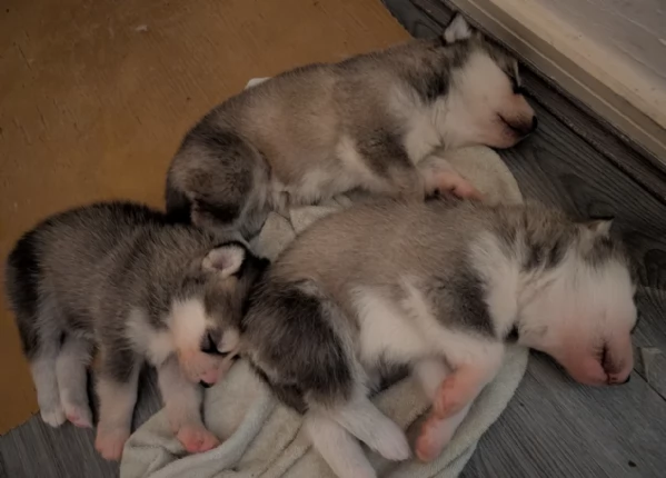 cuccioli di siberian husky maschi e femmine per adozione | Foto 14