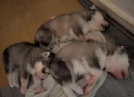 cuccioli di siberian husky maschi e femmine per adozione | Foto 10