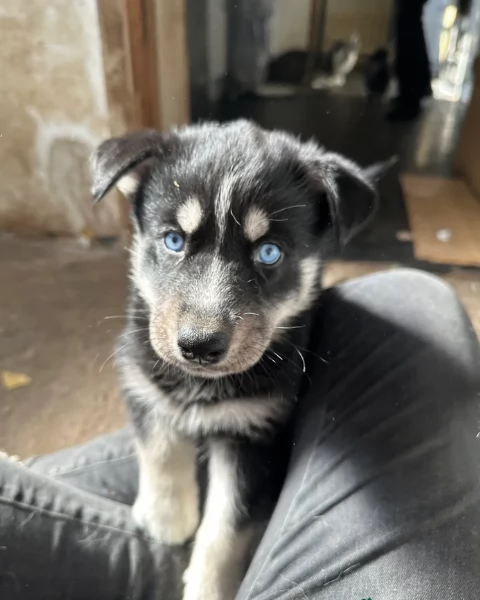 cuccioli di siberian husky maschi e femmine per adozione | Foto 4