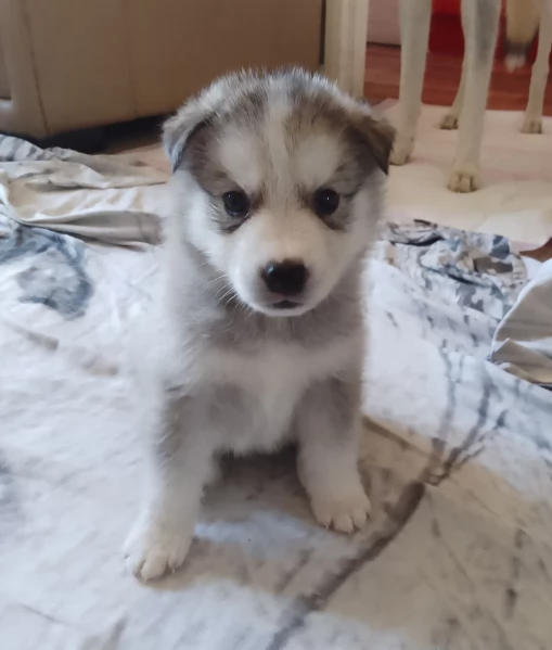 cuccioli di siberian husky maschi e femmine per adozione | Foto 2