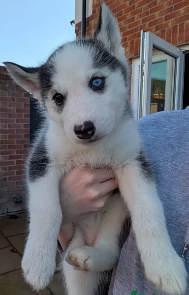 cuccioli di siberian husky maschi e femmine per adozione | Foto 4
