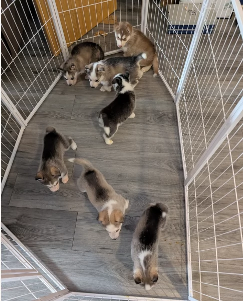 cuccioli di siberian husky maschi e femmine per adozione | Foto 2