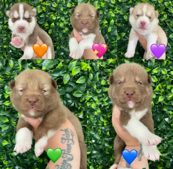 cuccioli di siberian husky maschi e femmine per adozione | Foto 0