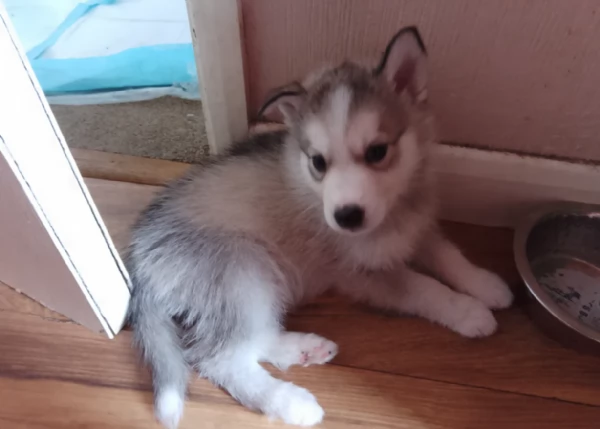 cuccioli di siberian husky maschi e femmine per adozione | Foto 3