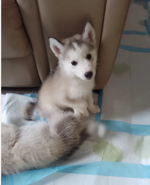 cuccioli di siberian husky maschi e femmine per adozione | Foto 3