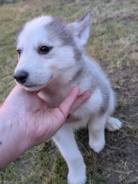 cuccioli di siberian husky maschi e femmine per adozione | Foto 4