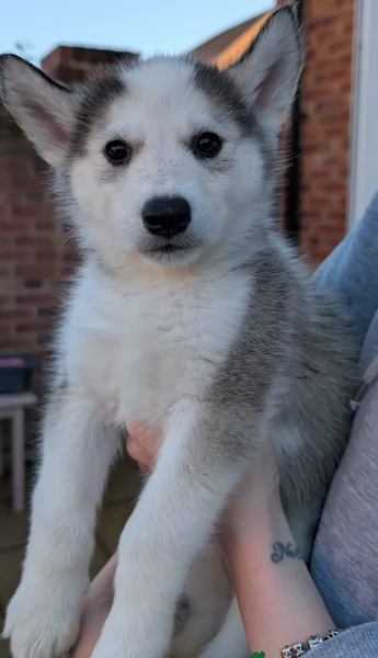 cuccioli di siberian husky maschi e femmine per adozione | Foto 6