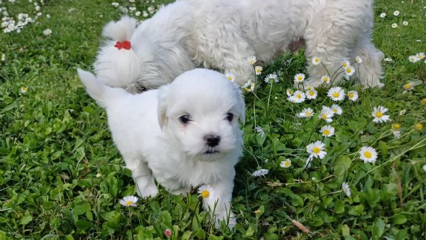 Maltese  | Foto 0