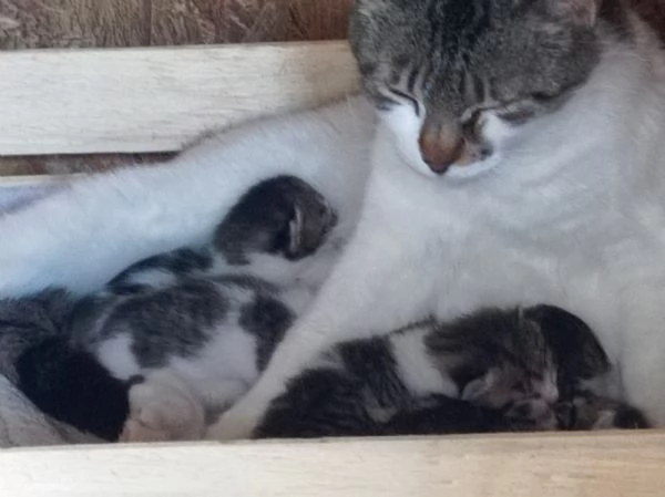 Regalo una cucciolata e mamma insieme diamo una casina a queste povere anime 