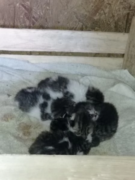 Regalo una cucciolata e mamma insieme diamo una casina a queste povere anime  | Foto 2