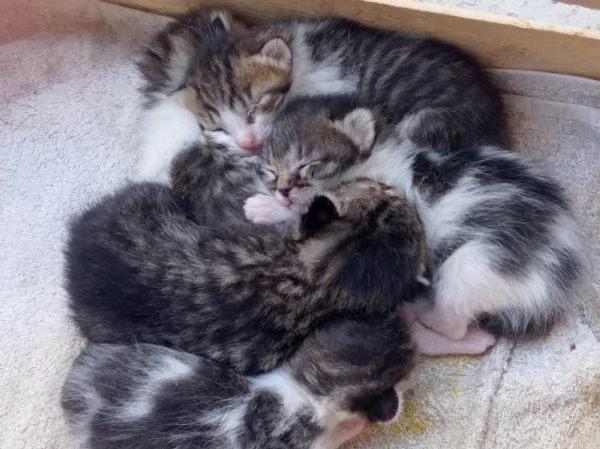 Regalo una cucciolata e mamma insieme diamo una casina a queste povere anime  | Foto 0