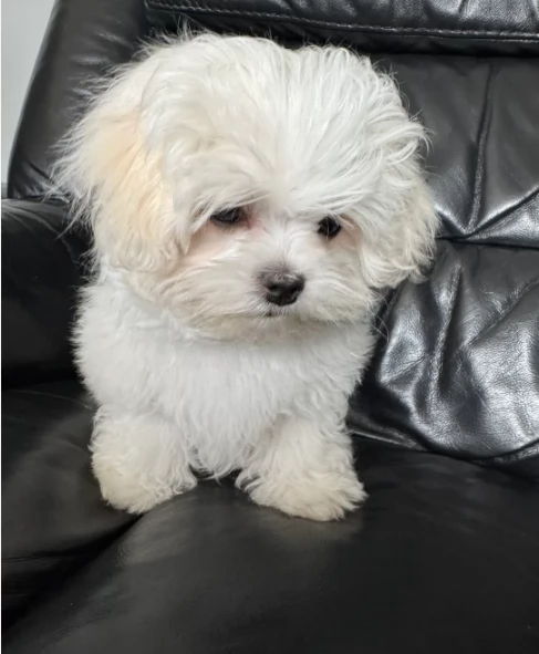 Adozione maltesi di piccola taglia | Foto 0