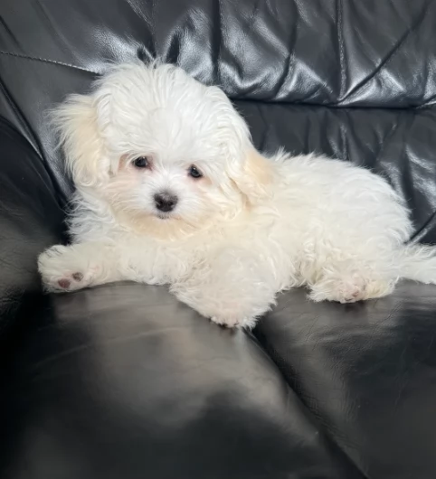 Adozione maltesi di piccola taglia