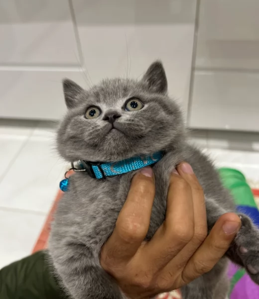 British shorthair coccolosi e affettuosi | Foto 0