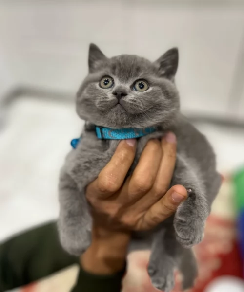 British shorthair coccolosi e affettuosi