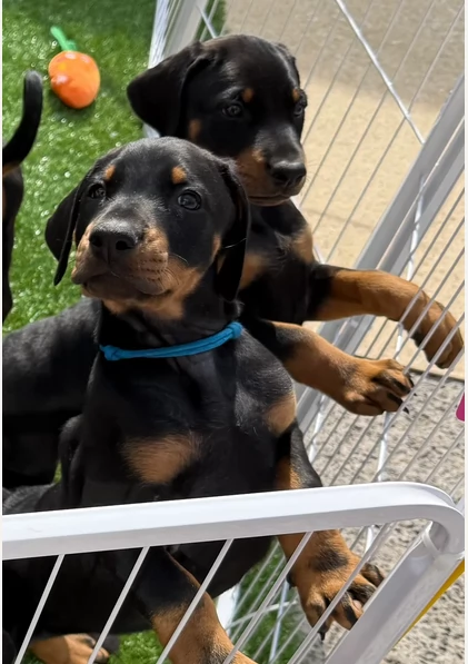 Pronti Dobermann cuccioli di due mesi | Foto 0