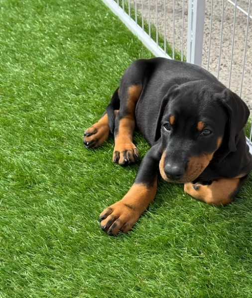 Pronti Dobermann cuccioli di due mesi