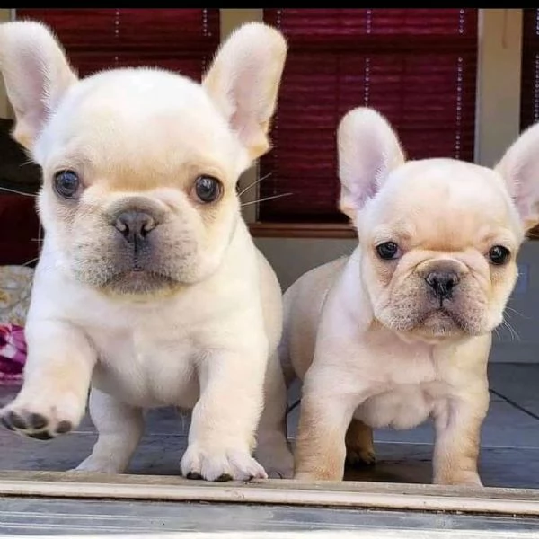 Splendidi cuccioli di bulldog francese in vendita